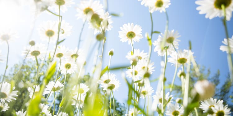 a sea of white daisy flowers against a blue sunny sky background