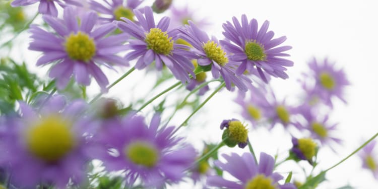 a sea of purple daisy flowers against a white sunny background