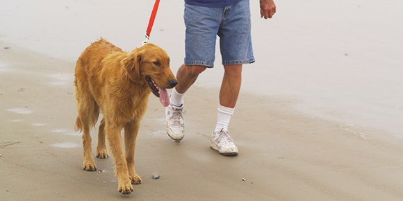 Man walking dog on the beach