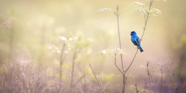 An Indigo Bunting perched on branch against golden colors in the background