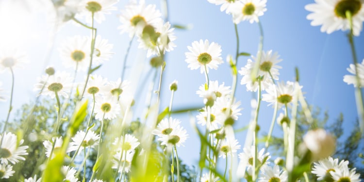 a sea of white daisy flowers against a blue sunny sky background