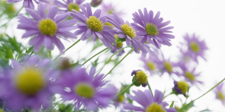 a sea of purple daisy flowers against a white sunny background