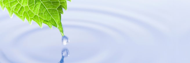 A drop of water falling from a leaf in to a pond