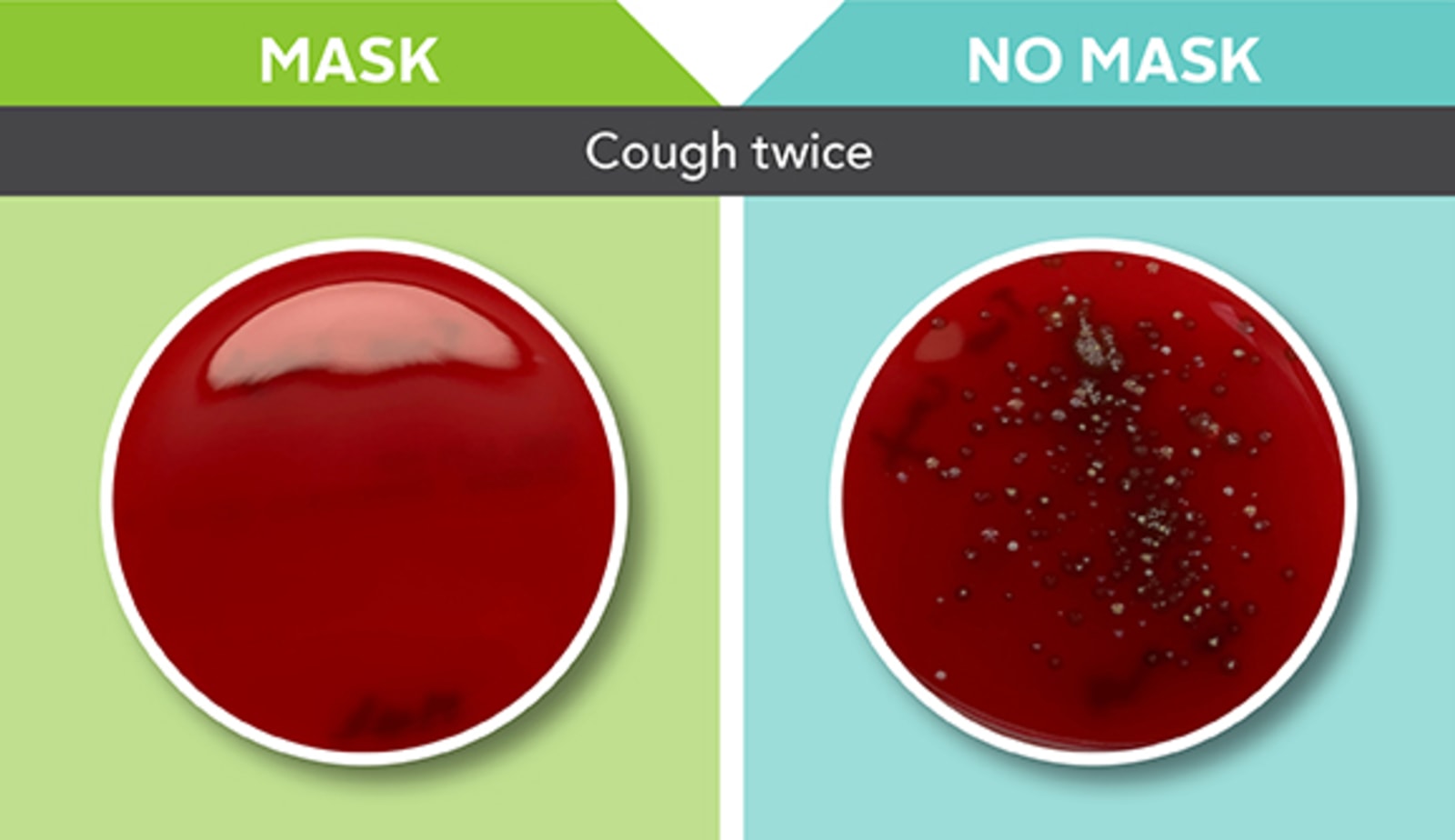petri dishes show difference between wearing a mask or not wearing a mask