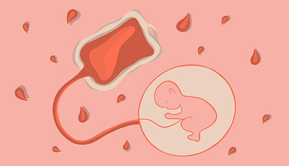 depiction of a baby in a womb attached to a blood bag