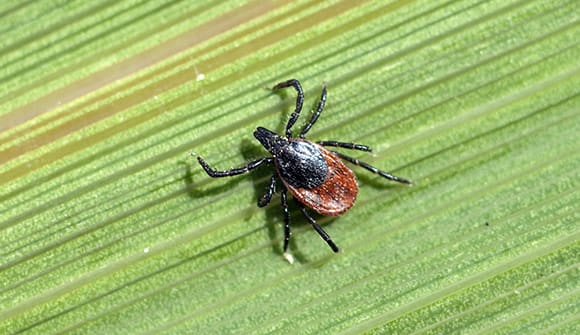 photo for Watch for ticks this summer article