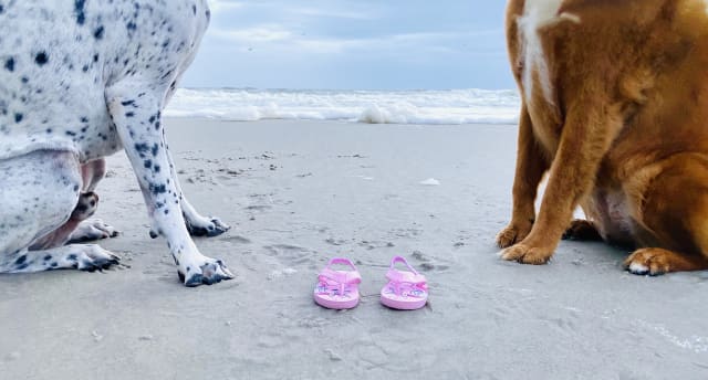 two dogs on the beach with a pair of pink baby shoes sitting on the sand between them