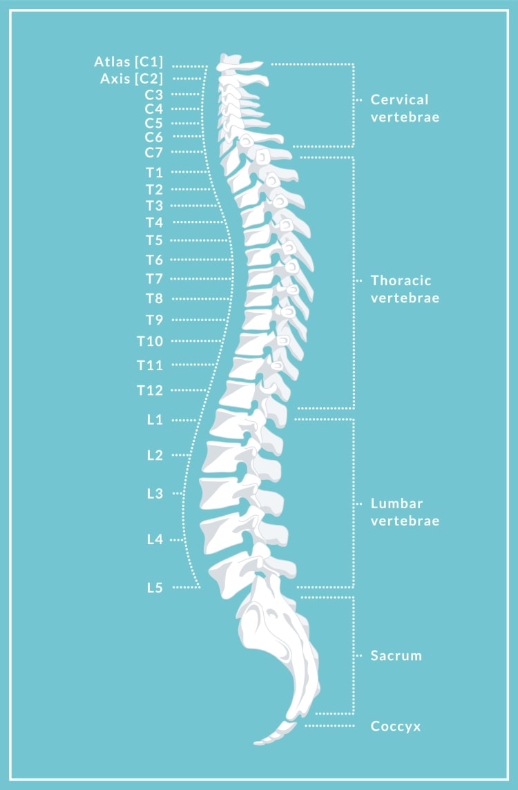A view of the spine.