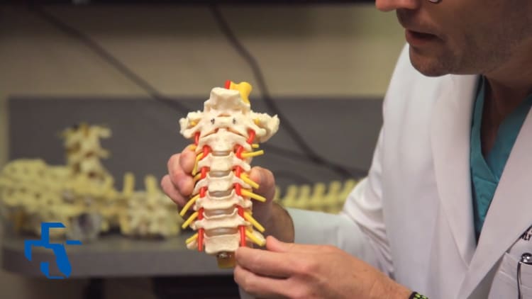 Doctor holding model of portion of neck spine, discs and nerves