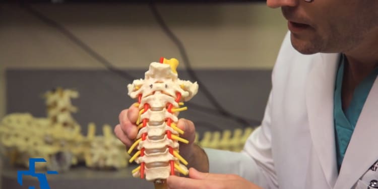 Doctor holding model of portion of neck spine, discs and nerves