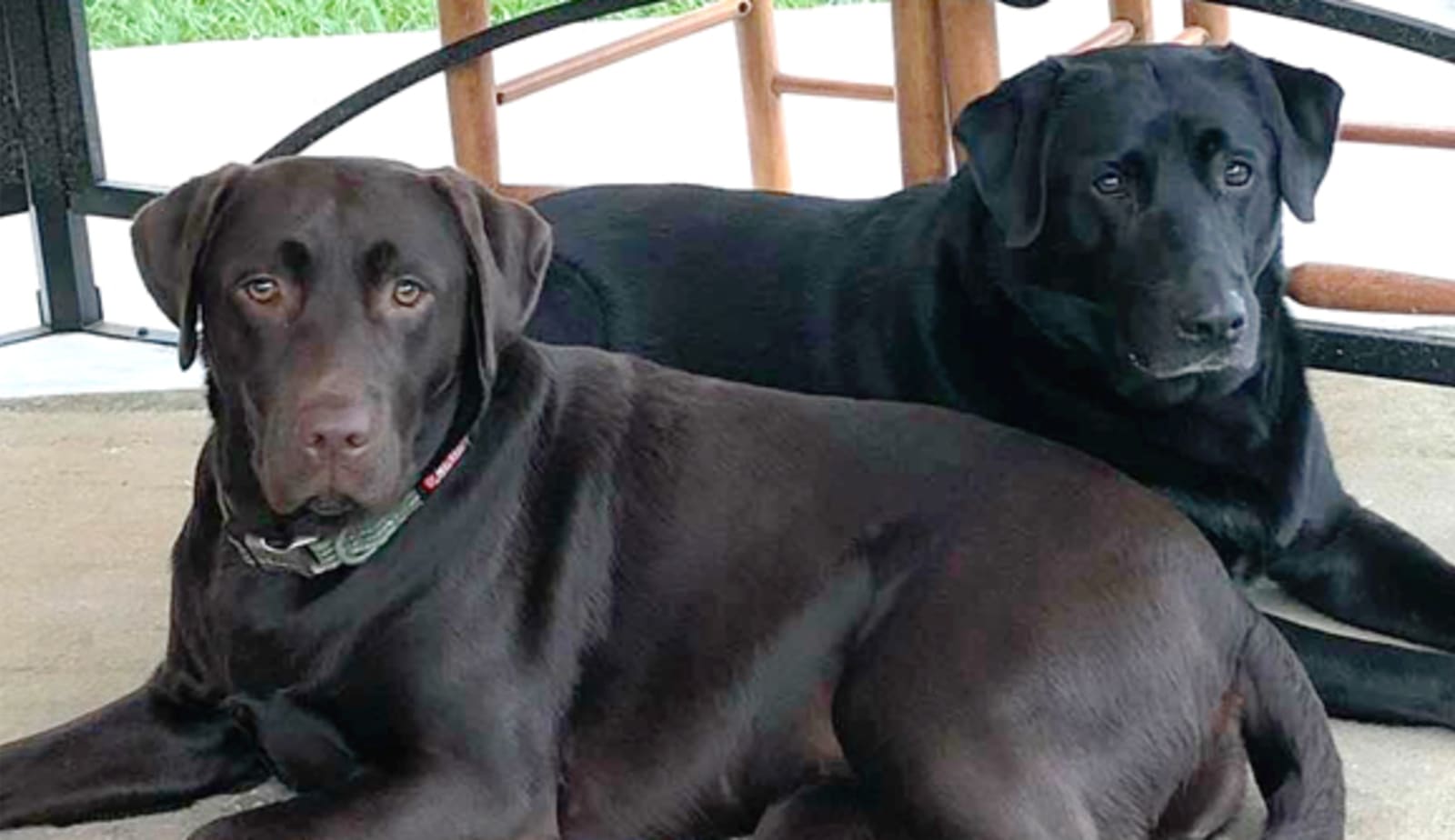 photo for ‘Furry four-legged heroes’ article