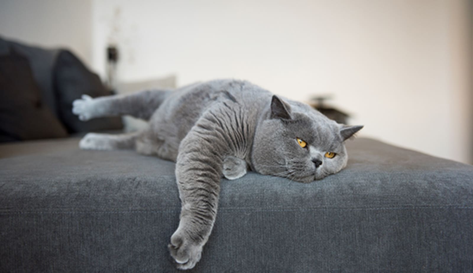 tired-looking cat
