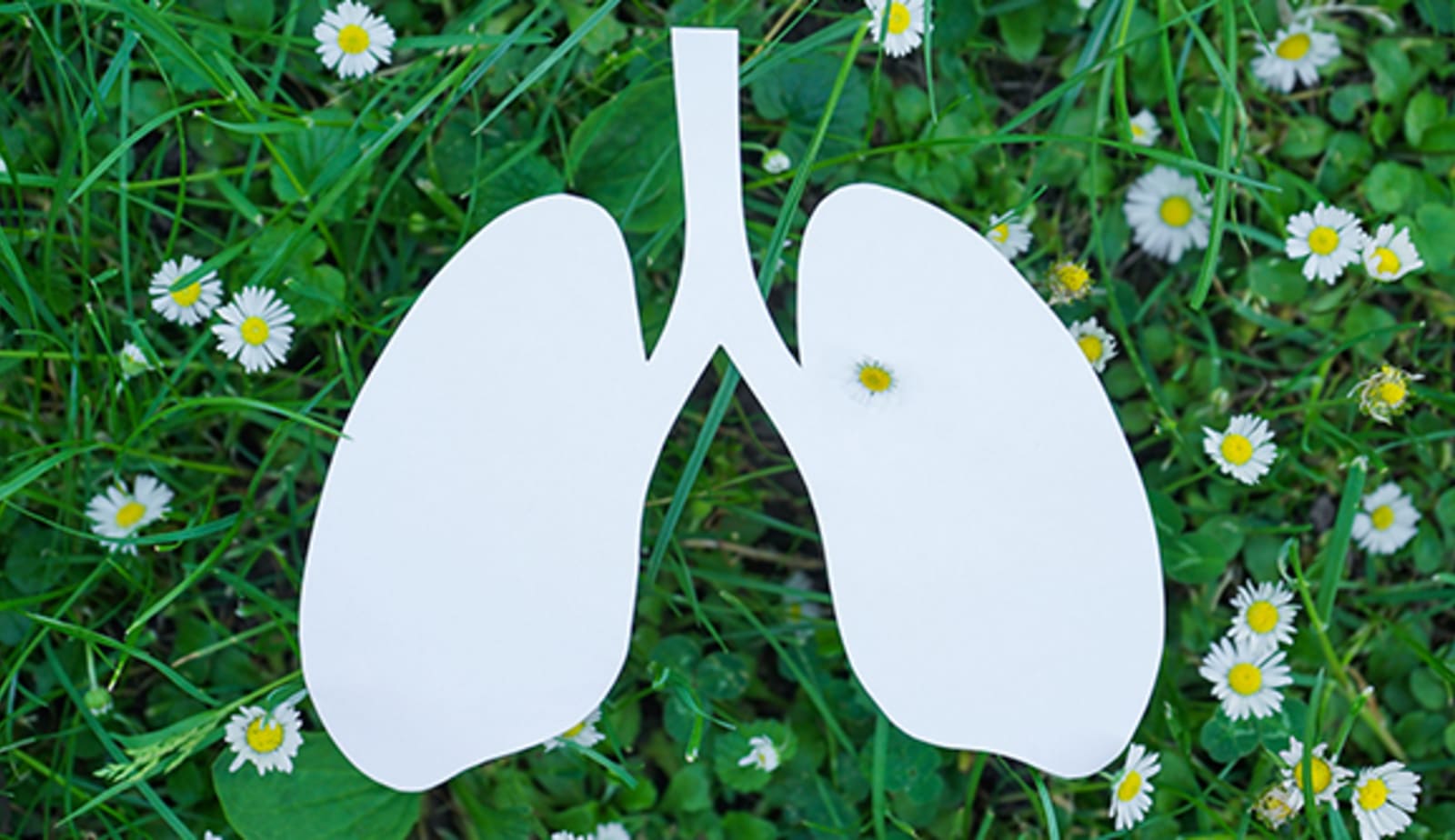 image of lungs