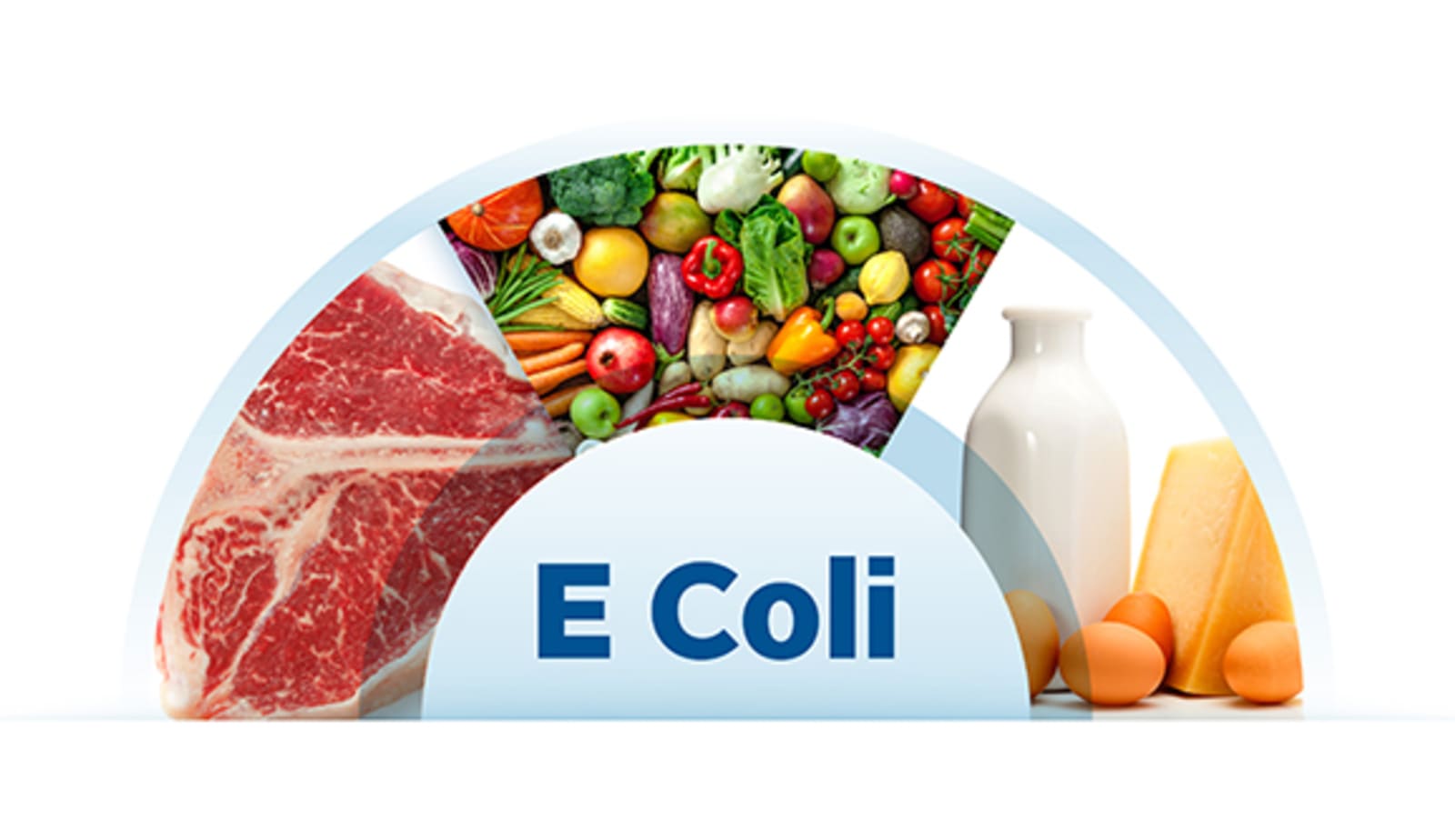 photo for E. coli, explained article