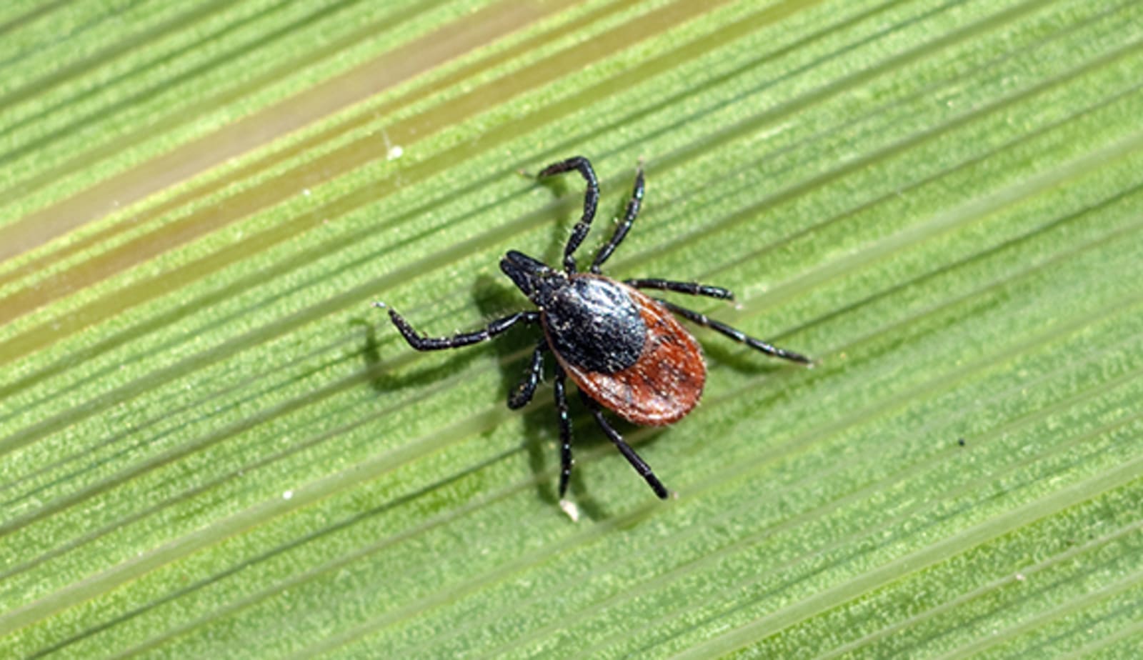 photo for Watch for ticks this summer article